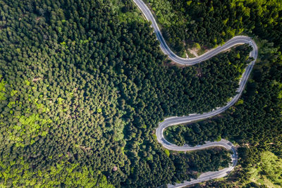 Aerial view of road amidst trees in forest