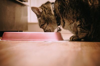 Cat feeding from container on floor at home