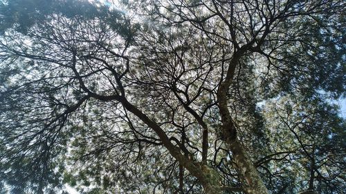 Low angle view of bare tree against sky