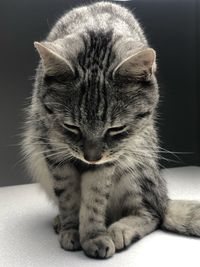 Close-up of cat sitting on floor