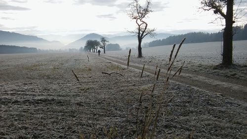 View of a horse on field