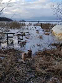 Dog on field against sky during winter