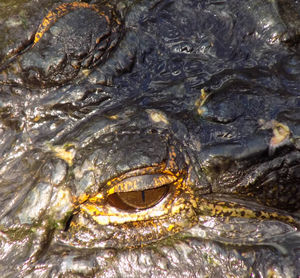 Close-up of crocodile in water