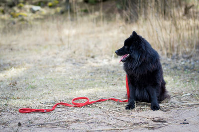 Swedish lapphund sitting on field