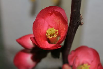 Close-up of red flower against blurred background