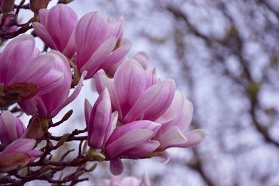 Close-up of pink cherry blossoms