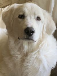 Close-up portrait of dog