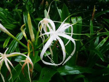 Close-up of white flowers