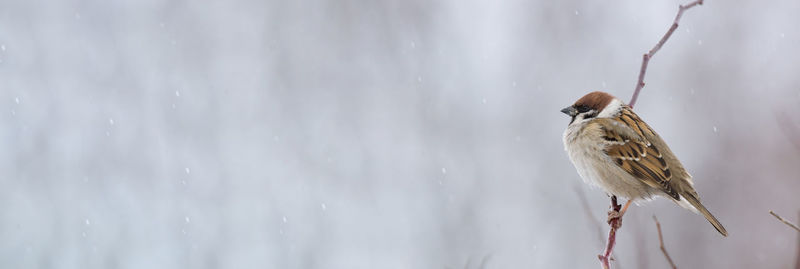 Close-up of bird perching on snow