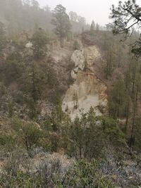 Trees in forest during foggy weather