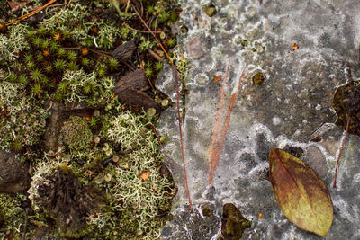 High angle view of moss covered rocks