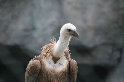 Close-up of an eagle
