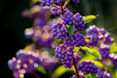 Close-up of grapes