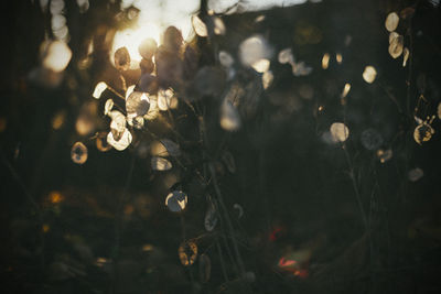 Close-up of flowering plants at night