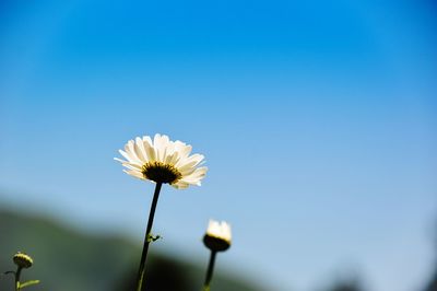 Close-up of flowering plant against clear blue sky