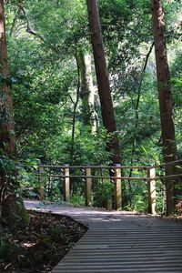 Walkway amidst trees in forest