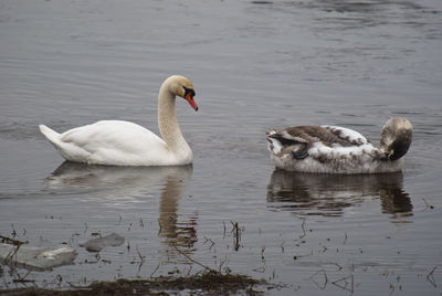 Swans swimming on lake