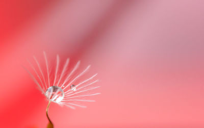 Close-up of a dandelion