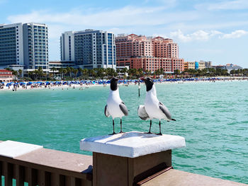 Seagulls perching on a building in sea