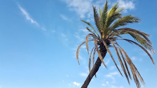 Low angle view of palm tree against blue sky