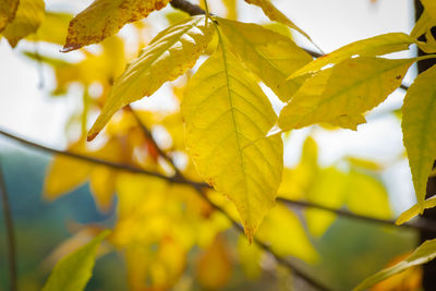 Close-up of yellow maple leaves