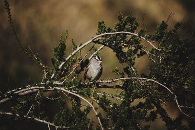 Bird perching on tree