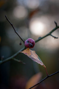 Close-up of fruits on twig