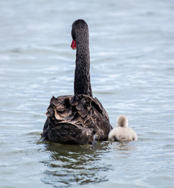 Rear view of black swan and cygnet swimming in lake