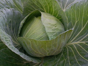 Close-up of fresh green leaves