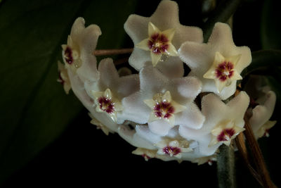 Close-up of white orchid