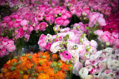 Close-up of fresh pink flowers for sale