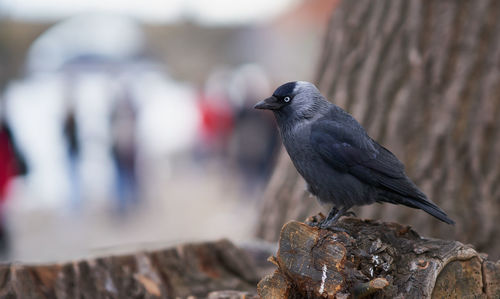 Close-up of bird perching on rock