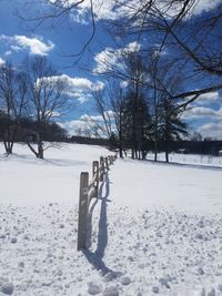 Trees on snow covered landscape