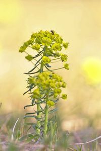 Close-up of yellow flowering plant on field