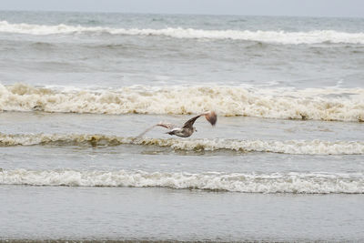 Seagull flying over sea