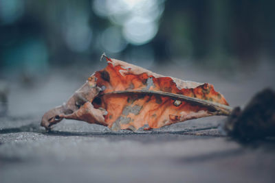 Close-up of dry maple leaves