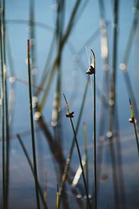 Close-up of wet plant in lake