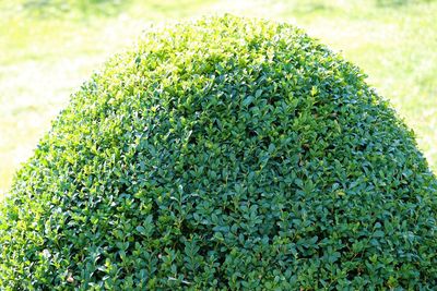 Close-up of fresh green plant