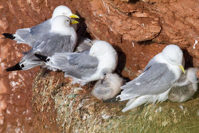 Kittiwake on a cliff on the island of helgoland in germany