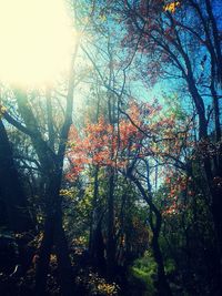 Low angle view of trees against sky