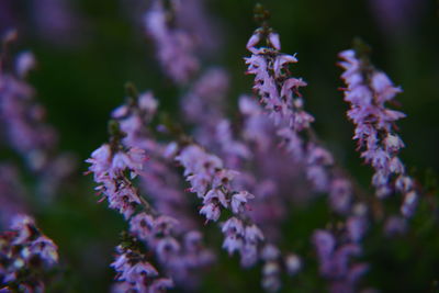 Close-up of purple flowering plant