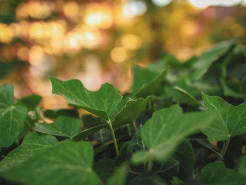 Close-up of green leaves
