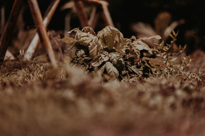 Close-up of dry plants on field
