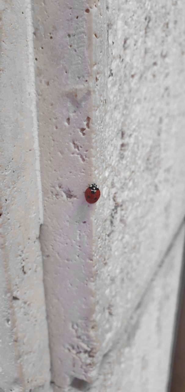 wall - building feature, close-up, no people, white, day, animal, built structure, outdoors, insect, animal themes, architecture, ladybug, red, nature, beetle, selective focus, textured