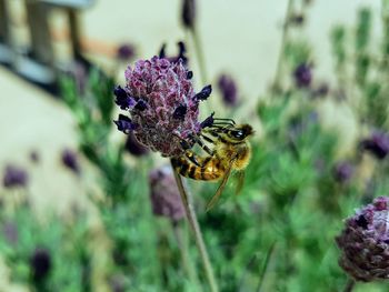 Close-up of butterfly pollinating on purple flower