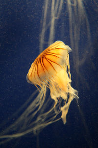 Close-up of fish underwater