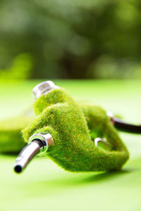 Close-up of green lizard on leaf