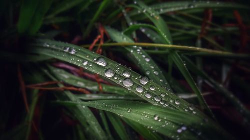 Close-up of wet plant