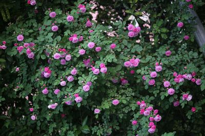 Close-up of pink flowers