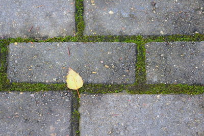 High angle view of leaves on road